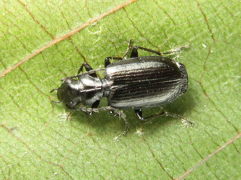 Carabidae da identificare: Apristus europaeus